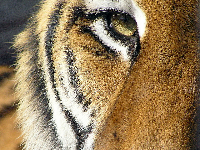 eyeofthetiger